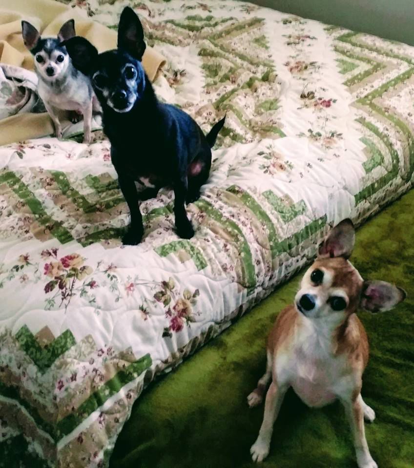 Chico, Rocky and Adrian